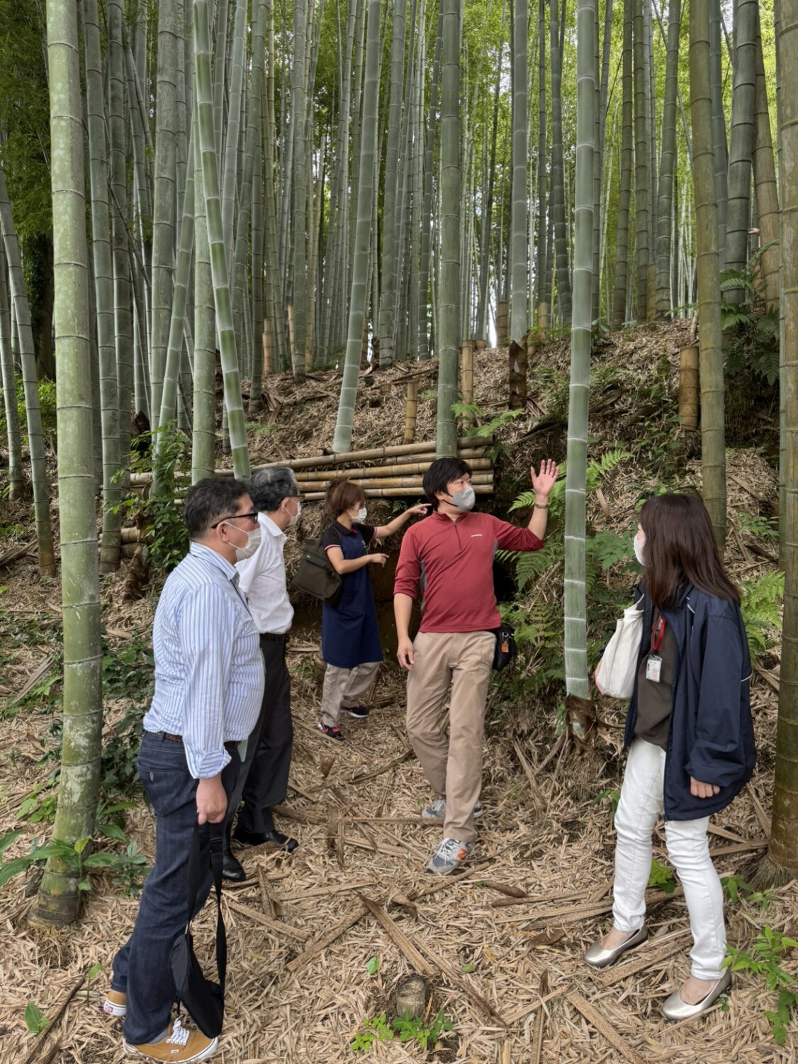 複数人で竹林の竹を見ている